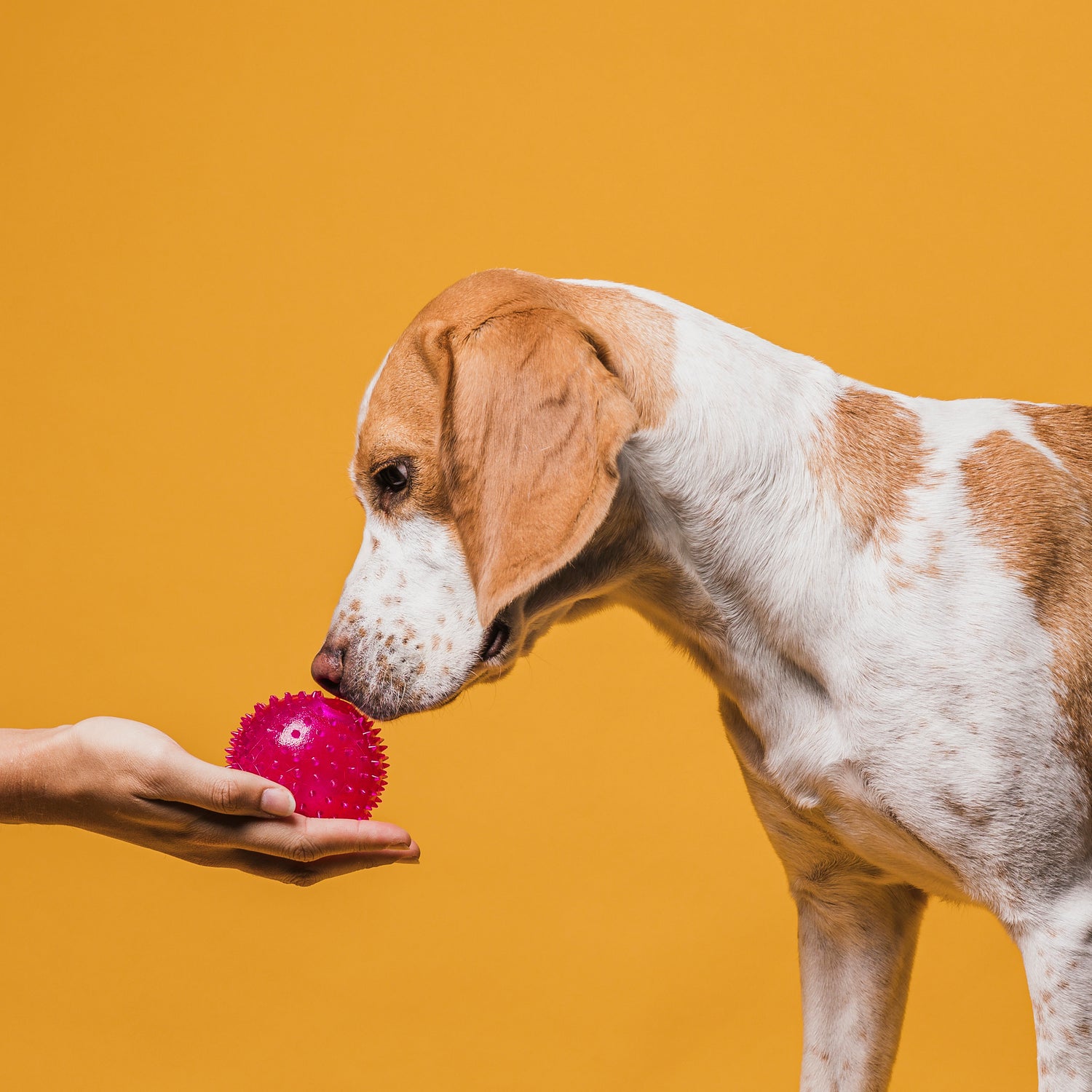 Exciting Pet Toys
