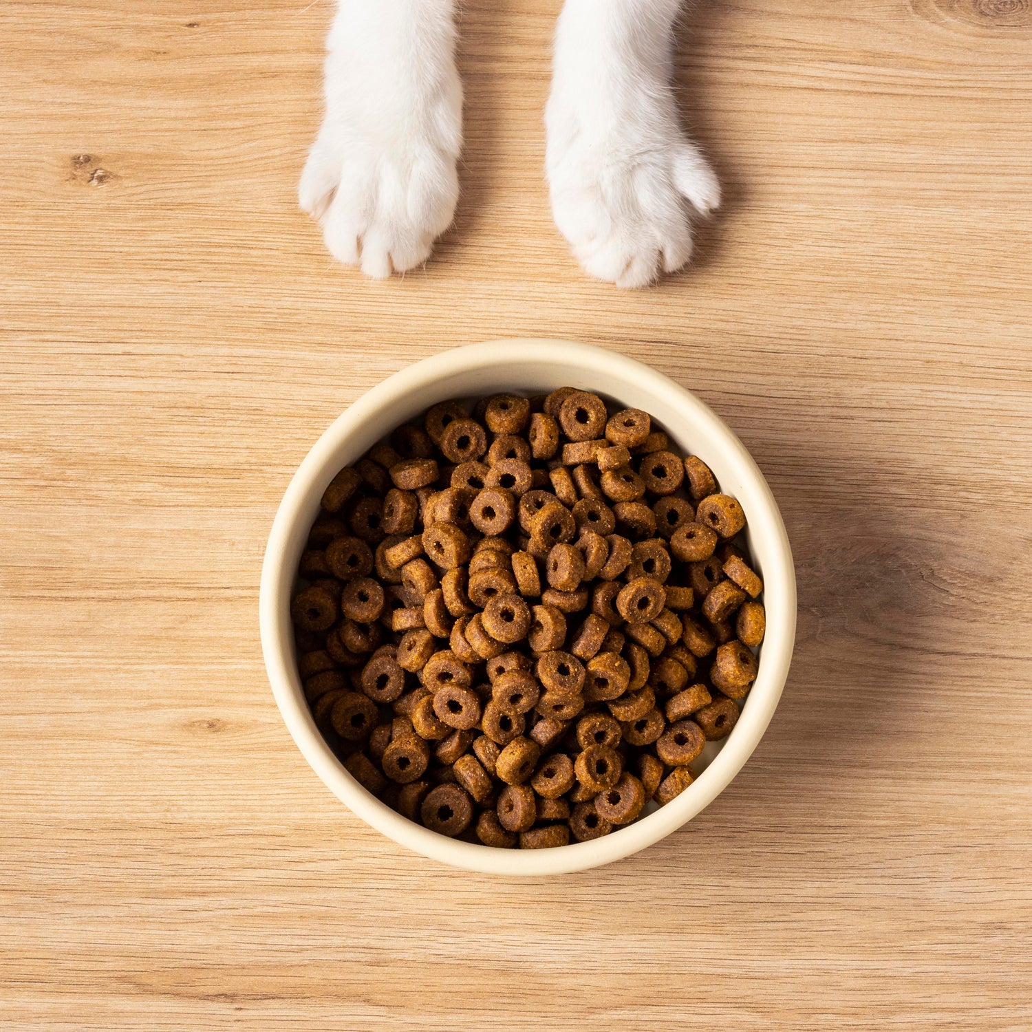 Pet Feeders
